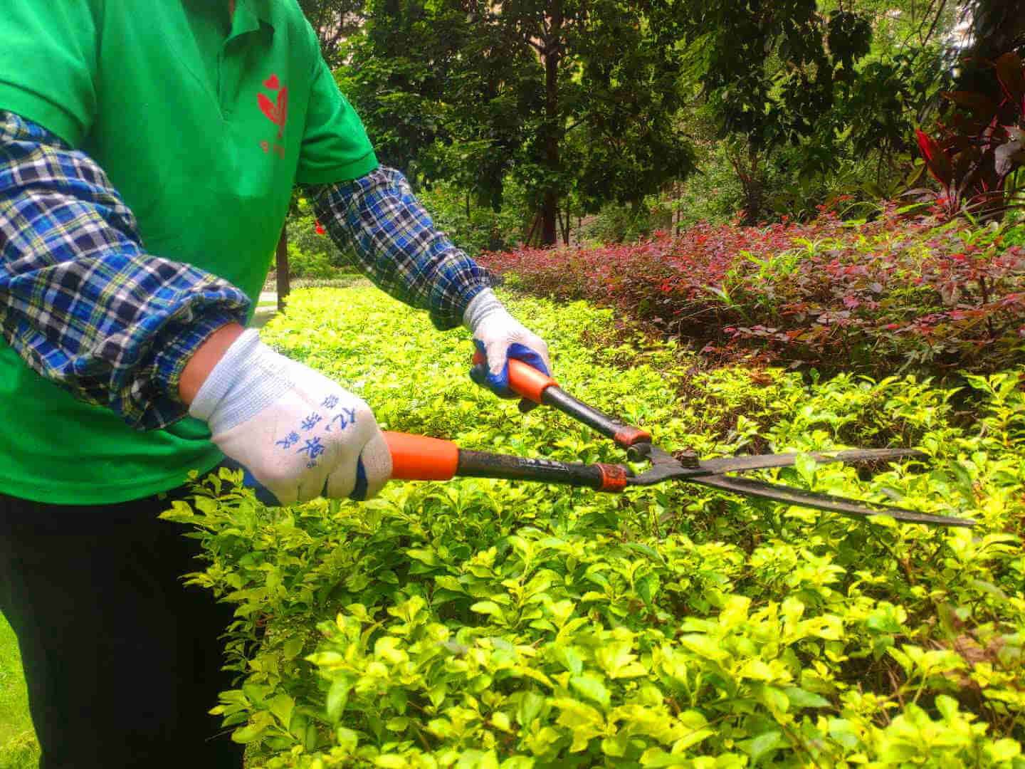 佛山绿化养护草坪管理