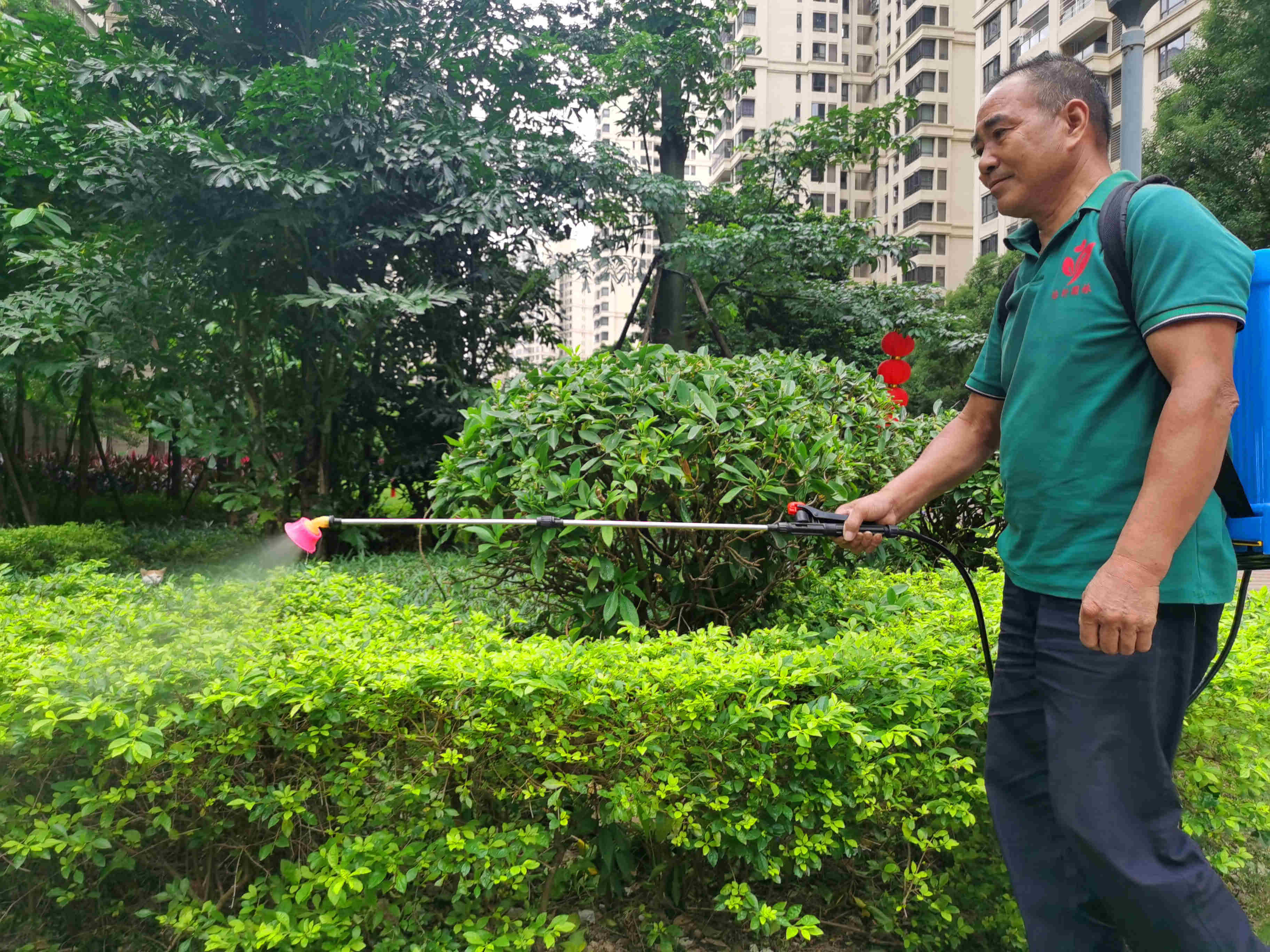 绿化苗木的养护