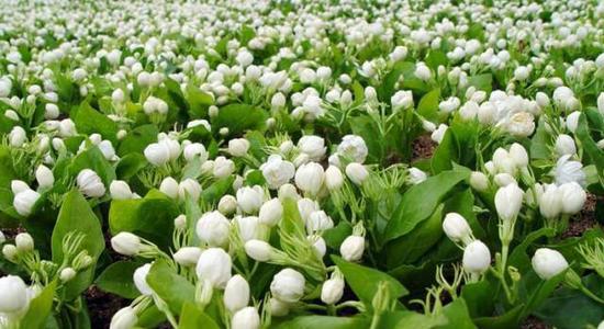 茉莉花