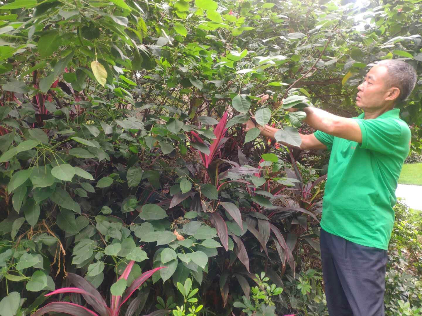 小区绿化养护修剪