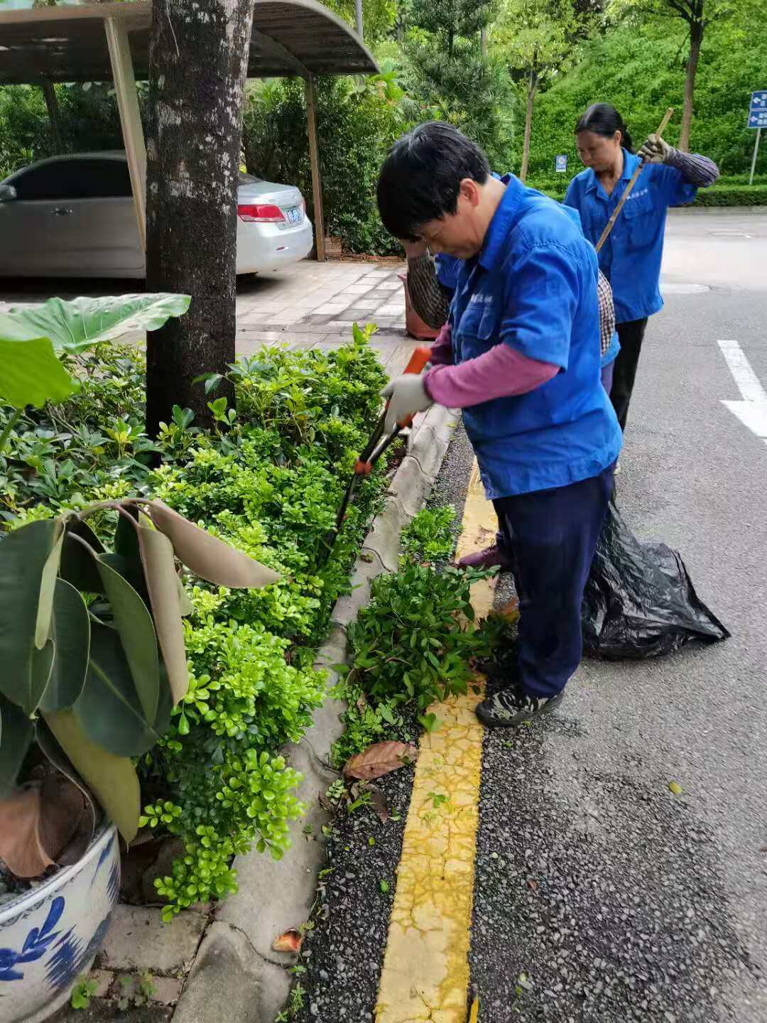 小区绿化养护