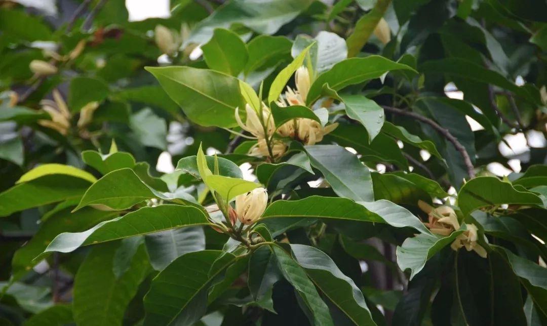 佛山绿化苗木白兰树基地