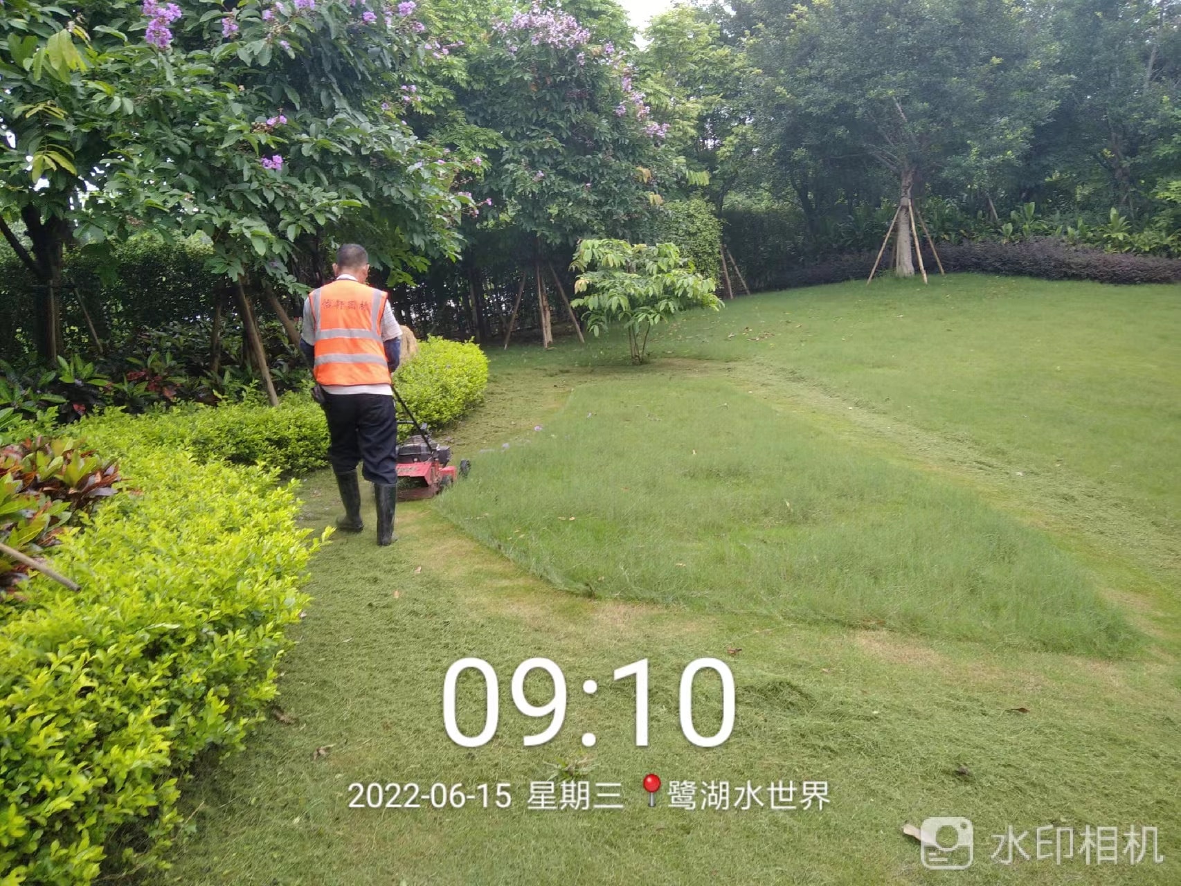 园林绿化公司,植物