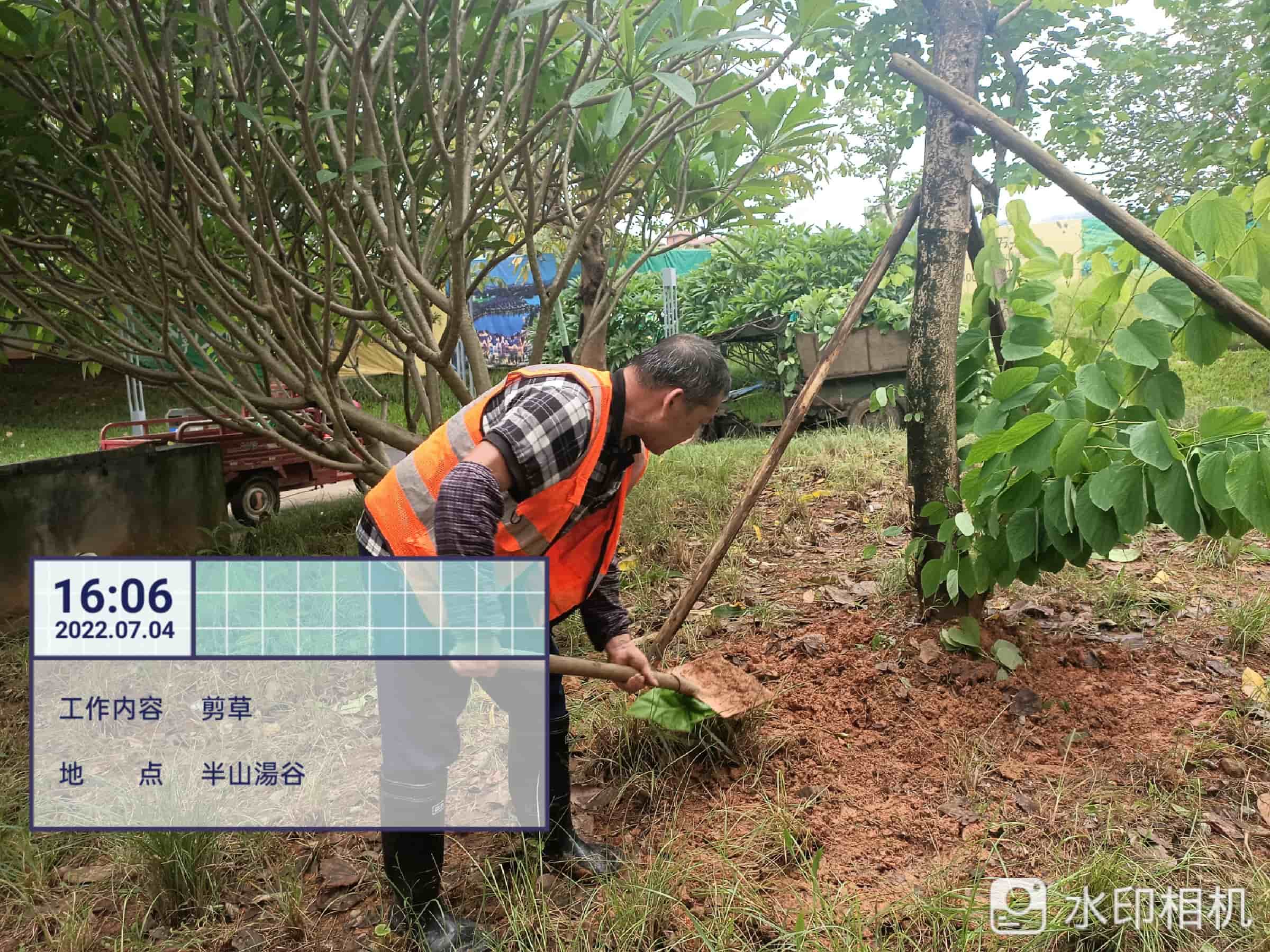 绿化养护,吊兰